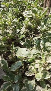 Tali Jam Tangan Kulit Sapi Pullup Cokelat TJ30 - 25823 Bergaransi