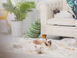 Organic Coconut Essence Pet Cat Shampoo Antibacterial (510ml) Kill Flea Smooth Fur No Odor lasting will no harmful chemical 100% organic