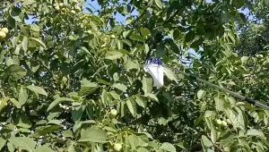 Free Gift Fruit Picker for Tall Trees: A Comprehensive Guide