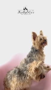 เคลลี่แอนด์โค ผงโรยอาหาร สำหรับสุนัข โปรตีนสูง เสริมภูมิคุ้มกัน ชนะใจสัตว์เลี้ยงกินยาก สูตร เนื้อจระเข้ 50 g