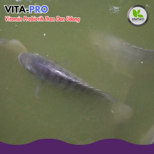VITA+PRO IKAN MUJAIR VITAMIN Ikan MUJAIR agar cepat besar Probiotik pemacu Penggemuk ikan MUJAIR