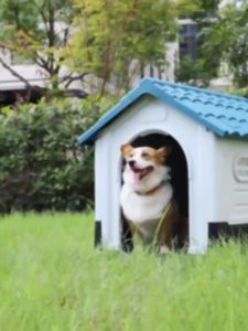 Firm & Moisture-Proof Dog House: A Comprehensive Guide
