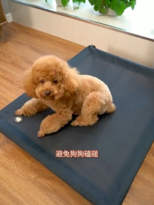 Premium Cooling Elevated Dog Mesh Bed Portable Raised Mesh Pet Bed for Indoor & Outdoor Model M
