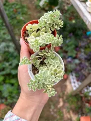Echeveria Claudia Rose Succulent 克罗地亚玫瑰諁多肉植物Succulent