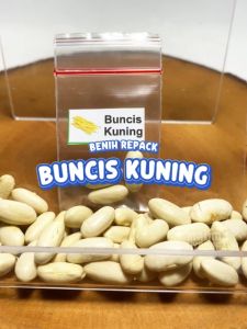 Benih Buncis Kuning Unggulan & Bijih Bibit Hydroponik