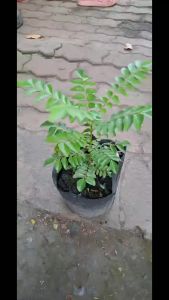 Cây cà ri Ấn Độ giống làm tăng hương vị cho món nướng tặng kèm phân bón trong 3 tháng Minh Hân Garden