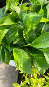 Cây Trầu Bà Vàng