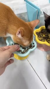 thức ăn hạt Macaron PetQ D10 và D5 + topping thịt sấy dành cho mèo -T3 PETS SHOP