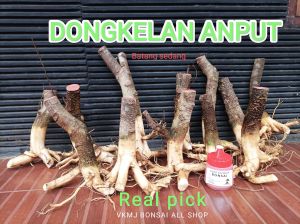 bahan bonsai dongkelan anting putri sedang