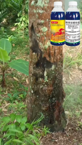 Say Goodbye to Stubborn Weeds Racun Rumput Fast-Acting Weed Killer Eliminates All Grass Types Racun Rumput Paling Kuat Big Tree Killer Destroys Large Trees Without Digging Just Spray & It Reaches the Root Lasting Protection for Home Garden & Outdoor Areas