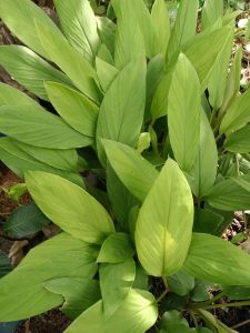 🌱ต้นกระชาย พร้อมปลูก พร้อมส่ง🌱ต้นละ 30 บาท🌱ถ่ายจากสินค้าจริงนะคะ ซื้อครบ 5 รับฟรี 1 ต้น 10 ต้นรับฟรี 2 ต้น🌱