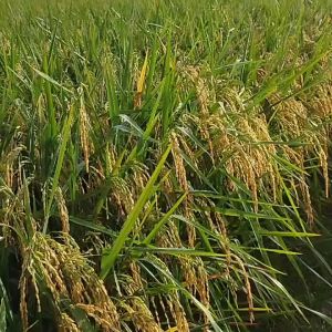 PADI UNGGUL KOLOSEBO ATAU KOLOSEBO 03 TERBARU 5 KG