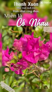 Combo Thuoc tái tạo k sưng đỏ ( có bột) chuyên mụn nám tàn nhang da k đều màu tái tạo bong mạnh vip và Dưỡng sau tái tạo hồng da