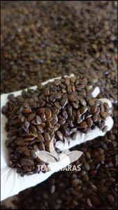 Lamtoro 100gr / Petai Cina / Kemlandingan / Petai Selong Organik