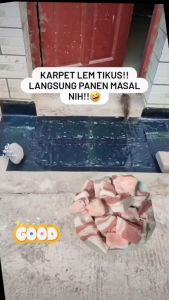 LEM tikus panjang 1 PINTU Anti LOLOS/ LEM PAPAN/ LEM ODOL