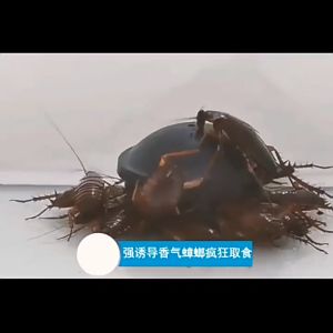 Thuốc diệt gián Nhật Bản 12 viên cực kỳ hiệu quả An toàn cho con người và vật nuôi