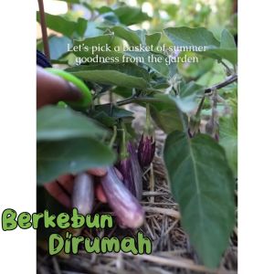 Macam-Macam Benih Tomat Cherry Merah Kuning & Bibit Ceri