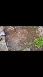 Sekop Pembersih Lumut Taman Tanah Penyiangan Multifungsi Baja Mangan Datar Tajam