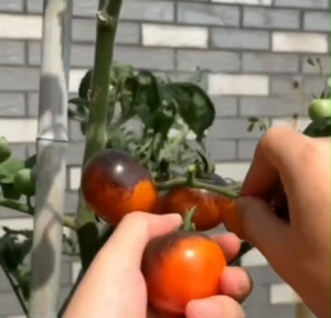 Gói 20 hạt giống cà chua đen ngon chất lượng cao màu sắc bắt mắt - Hoang My food and beauty