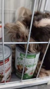 430g Wet Food Dog Canned Pure Natural Organic Chicken Beef Vegetable Mousse (Suitable for All Breeds & Puppies)