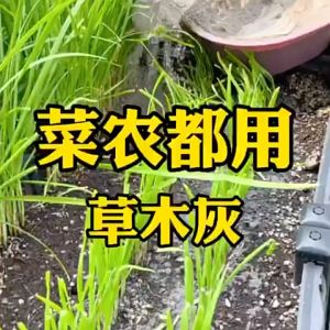 草木灰 Plant Ash Wood Ash Fertiliser Serbuk Abu Kayu 有机磷钾肥 防虫防菌通用肥 花卉蔬果多肉