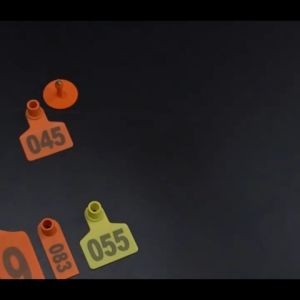 100pcs Sheep Ear Tags with Text Earrings for Goat Animal Identification Tags Livestock Supplies Animal Identification