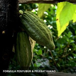 Pupuk cair Pelebat Buah Kakao / Obat Pelebat Buah Kakao / Pupuk Pelebat Buah Kakao Coklat Pembesar