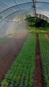 พลาสติกโรงเรือน หน้ากว้าง 3เมตร หนา 200 ไมครอน