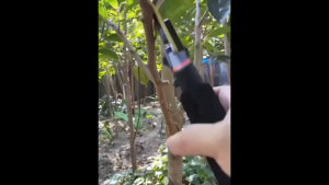 Pruning Shears Gardening Scissors Tree Cutter Pemotong Gunting Dahan Pokok Heavy Duty Gunting Pruning Pokok