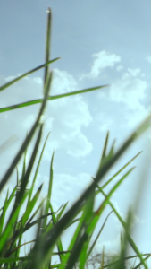 ADAM elements SELFIE Series Wireless Bluetooth Tripod Selfie Stick | SELFIE Pro | SELFIE II | SELFIE Light | Magnetic | with remote