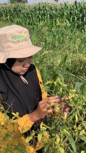 Mahakam Batman 550/100 EC 400 ml - Insektisida Pembasmi Hama di Tanaman Cabai