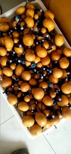 Hồ lô mini tự nhiên đựng nước làm vật phong thủy đồ trang trí mang lại may mắn tốt lành