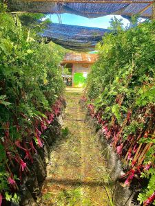 มะขามเปรี้ยวฝักดาบ (ต้องสั่ง 5 ต้น) สูง1.50ซม ลูกค้ากดสั่งได้เลย