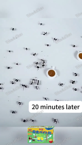 Japan Bestseller ANKYO Ant killer Ant repellent for home Anti ants killer Original ant bait with effective results Ant bait killer Ant bait Anti ant poison