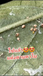 บีรัวเวอร์ เมธาไรเสียม การผลิตแมลง จำลอง เพลียน แมลงปากกัดปากดูด เคมี และผมูป่า สำหรับผู้ชาย