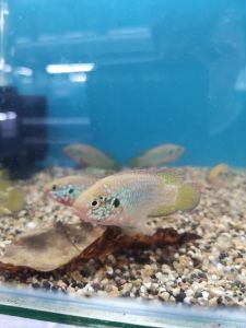 1 & 3 PIECES PACKAGE /BLUE JEWEL CICHLID /LIVE FISH /IKAN HIASAN /ORNAMENTAL FISH /AQUARIUM NEED /READY STOCK