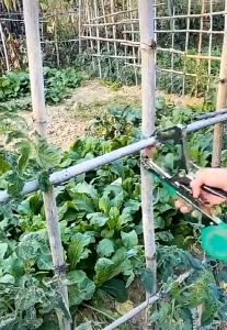 Plant Tying Machine Garden Plant Tapener Tool For Vegetables Grapes With 10 Rolls Of Tape+1 Box Nail