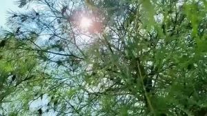 Transparent Waterproof Tarpaulin Rainproof Canvas Sheet Canopy Thickened Plastic PE Film Transparent Rainproof Sunshade Cover Tent Rain Cloth