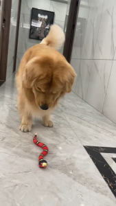 Đồ Chơi Mèo Tự Động Hình Rắn Điện Tử Đồ Chơi Tương Tác Cho Mèo Trong Nhà