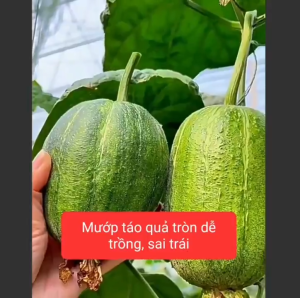 Gói Hạt giống mướp táo ngọt Đài Loan mướp mĩ nhân quả tròn Hoang My food and beauty