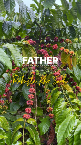Fine Robusta Quảng Trị cà phê đặc sản Việt Nam -  Father Coffee 250gr