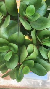 Phao cỏ điện Ánh Kim câu đài ngày đêm cao cấp