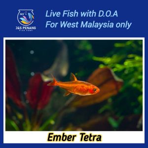 Ember Tetra - J&S Live Fish with D.O.A.