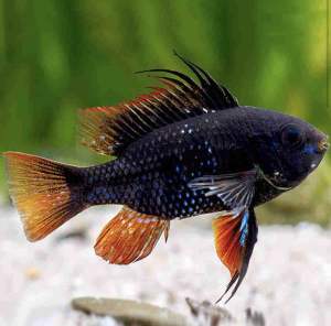 Pair-  Black Ram (Mikrogeophagus Ramirezi) 黑凤凰～Farm Direct Sell