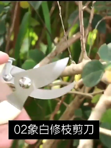 Paket Okulasi 3in1 Pisau Plastik Okulasi Gunting