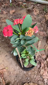 Cây Xương Rồng Bát Tiên - Cao tổng thể khoảng 25-35 cm - Cây đang hoa hoặc sắp hoa!