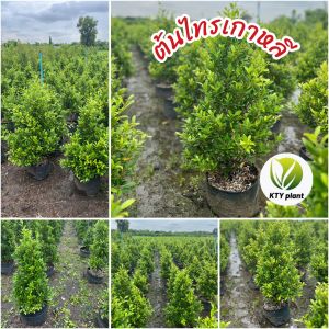ต้นไทรเกาหลีสูง 80-100 cm เป็นต้นไม้ฟอร์มพร้อมปลูก