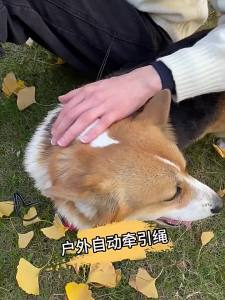 Handheld pet leash automatic retractable dog walking leash for small and medium-sized dogs outdoor explosion-proof 3/5M leash