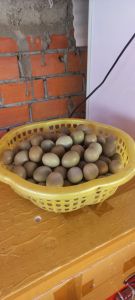 Trứng chim trĩ lạc dùng để ăn combo 10 quả