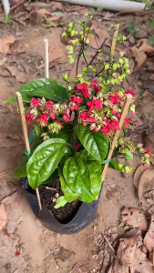 Cây Ngọc Nữ - Tổng thể khoảng 30-40 cm - Cây siêng ra hoa - Cho sân vườn ban công!